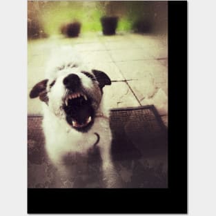 Angry Jack Russell Posters and Art